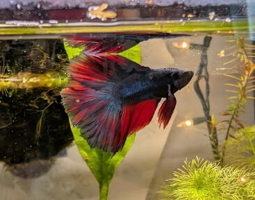 Francis' Adoption Day