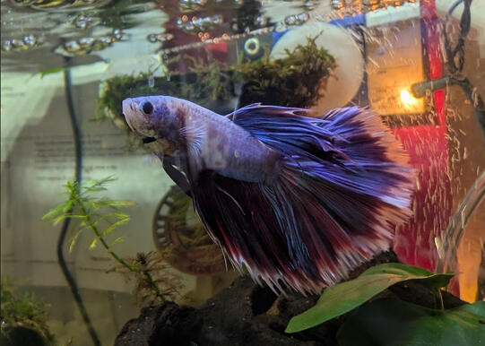 Misogyny the Fish
