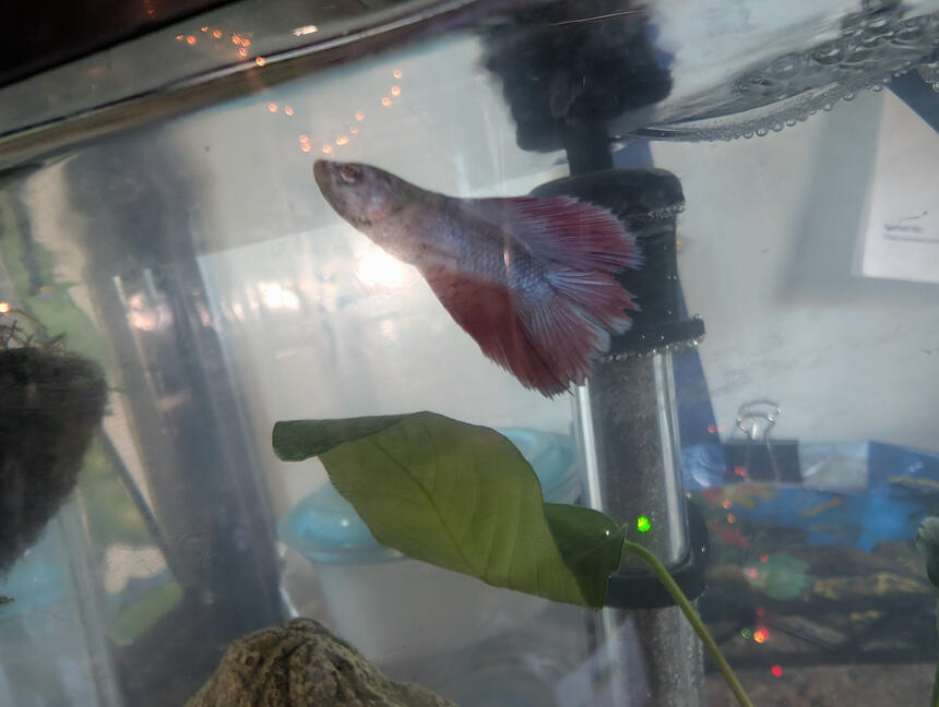 "Francis"- Day 1
