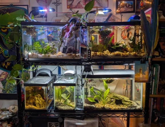 Tank Setup